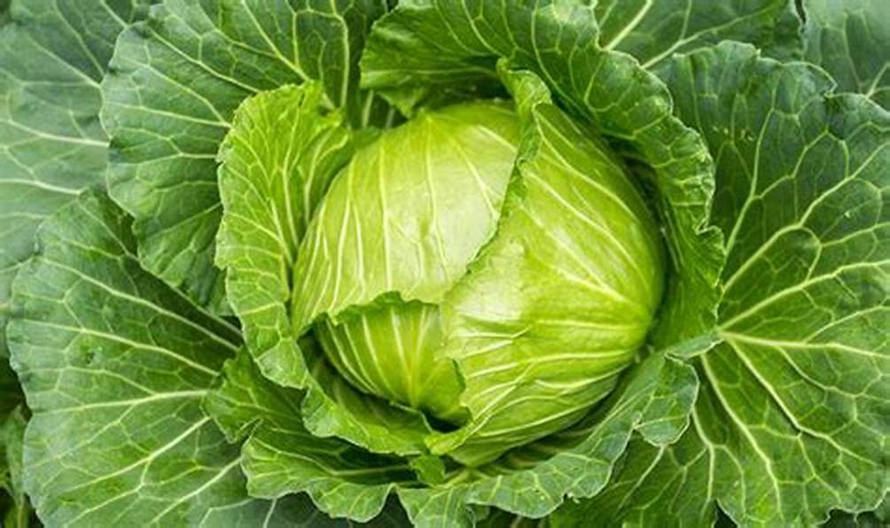 Cabbage